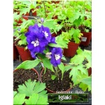 Delphinium Elatum Purple Passion - Ostróżka ogrodowa Purple Passion - fioletowe, wys. 160, kw. 6-9 FOTO