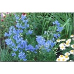 Delphinium grandiflorum Summer Night - Ostróżka wielkokwiatowa Summer Night - niebieski, wys. 45, kw 6/7 FOTO