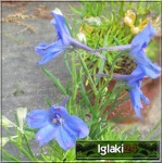 Delphinium grandiflorum Summer Night - Ostróżka wielkokwiatowa Summer Night - niebieski, wys. 45, kw 6/7 FOTO