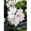 Delphinium grandiflorum Summer Morning - Ostróżka wielkokwiatowa Summer Morning - biało-różowy, wys. 45, kw 6/7 FOTO  