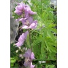 Delphinium grandiflorum - Ostróżka wielkokwiatowa - kw 6/7 MIX KOLORÓW FOTO