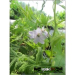 Delphinium grandiflorum - Ostróżka wielkokwiatowa - kw 6/7 MIX KOLORÓW FOTO