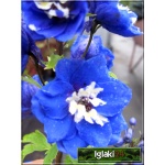 Delphinium Magic F. Mid Blue White Bee - Ostróżka ogrodowa Mid Blue White Bee - niebieskie, wys. 90, kw. 6/9 FOTO