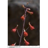 Delphinium Nudicaule - Ostróżka Nudicaule - Ostróżka nagołodygowa - czerwone, wys. 40, kw 6/7 FOTO