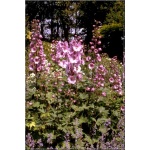 Delphinium cultorum Astolat - Ostróżka ogrodowa Astolat - różowe, wys 180, kw 6/7 FOTO