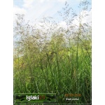 Deschampsia cespitosa Goldtau - Śmiałek darniowy Goldtau - wys. 150, kw 6/9 FOTO