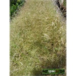 Deschampsia cespitosa Goldtau - Śmiałek darniowy Goldtau - wys. 150, kw 6/9 FOTO