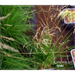 Deschampsia cespitosa - Śmiałek darniowy - wys. 100, kw 6/9 FOTO