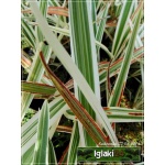 Dianella tasmanica Variegatus - Dianella Variegatus - zielono-białe, wys. 100, kw. 5/7 FOTO  