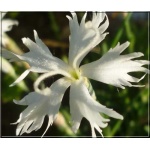 Dianthus arenarius f. nanus Little Maiden - Goździk piaskowy Little Maiden - białe, wys. 15, kw 7/9 FOTO 