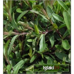 Dianthus deltoides Leuchtfunk - Goździk kropkowany Leuchtfunk - ciemnoczerwony, wys 15, kw 6/8 C0,5