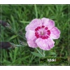 Dianthus hybridus Alwood - Goździk Alwood - różowe, wys. 10, kw. 6/8 C0,5