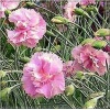 Dianthus plumarius Double Rose - Goździk pierzasty Double Rose - czerwono-różowe, wys. 30, kw 6/7 C0,5