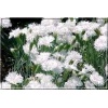 Dianthus plumarius Double White - Goździk pierzasty Double White - białe, wys. 30, kw 5/6 FOTO