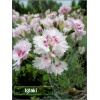 Dianthus plumarius Ine - Goździk postrzępiony Ine - Goździk pierzasty Ine - białe-różowe, wys. 10/20, kw. 5/6/7 FOTO
