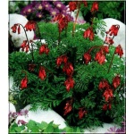 Dicentra formosa - Serduszka formosa - czerwone, wys. 25, kw. 6/8 FOTO 