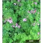 Dicentra spectabilis Rosea - Serduszka okazała Rosea - różowe, wys. 60/90, kw. 5/6 FOTO  