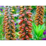 Digitalis parviflora - Naparstnica drobnokwiatowa - Naparstnica czerwona - brązowo-czerwone, wys. 60, kw. 7/9 FOTO zzzz 