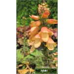 Digitalis purpurea Apricot - Naparstnica purpurowa Apricot - łososiowe, wys. 120, kw. 6/7 FOTO