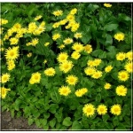Doronicum orientale - Omieg wschodni - żółty, wys 40, kw 4/6 FOTO