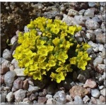 Draba brunifolia - Głodek kaukaski - żółty, wys. 5, kw. 4/5 FOTO