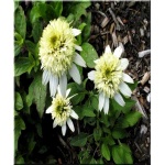 Echinacea Meringue - Jeżówka Meringue - kremowo-białe, wys. 45, kw 7/9 FOTO
