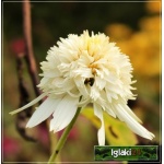 Echinacea Mozzarella - Jeżówka Mozzarella - białe, pełne, wys. 70, kw 7/10 FOTO