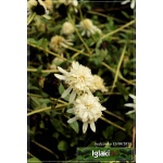 Echinacea Mozzarella - Jeżówka Mozzarella - białe, pełne, wys. 70, kw 7/10 FOTO