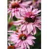 Echinacea purpurea Doubledecker - Jeżówka purpurowa Doubledecker - różowe, wys. 100, kw 7/10 C0,5 xxxy