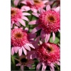 Echinacea purpurea Pink Double Delight - Jeżówka purpurowa Pink Double Delight - różowe, wys. 60, kw 7/9 FOTO