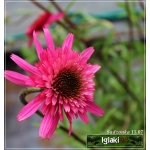 Echinacea Southern Belle - Jeżówka Southern Belle - różowe, pełne, wys. 100, kw 7/10 FOTO