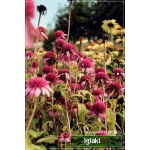 Echinacea Southern Belle - Jeżówka Southern Belle - różowe, pełne, wys. 100, kw 7/10 FOTO