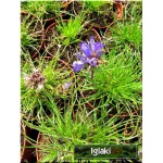 Edraianthus graminifolius - Dzwonczyn trawolistny - fioletowe, wys. 10, kw 6/8 FOTO