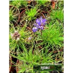 Edraianthus graminifolius - Dzwonczyn trawolistny - fioletowe, wys. 10, kw 6/8 FOTO