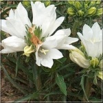 Edraianthus graminifolius Albus - Dzwonczyn trawolistny Albus - białe, wys. 10, kw 6/7 FOTO 
