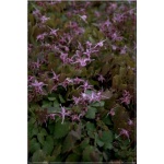 Epimedium grandiflorum Lilafee - Epimedium wielkokwiatowe Lilafee - fioletowe FOTO