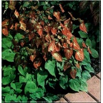 Epimedium rubrum - Epimedium czerwone - czerwone, wys. 35, kw 4/5 FOTO