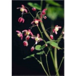 Epimedium rubrum - Epimedium czerwone - czerwone, wys. 35, kw 4/5 FOTO