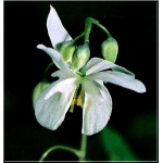 Epimedium youngianum Niveum - Epimedium Younga Niveum - białe, wys. 25, kw. 5/6 FOTO