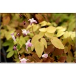 Epimedium youngineum Roseum - Epimedium Younga Roseum - różowe, wys. 25, kw. 4/5 FOTO