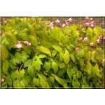 Epimedium youngineum Roseum - Epimedium Younga Roseum - różowe, wys. 25, kw. 4/5 FOTO