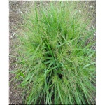Eragrostis spectabilis - Miłka okazała - wys. 50, kw 8/10 FOTO 