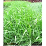 Eragrostis trichodes - Miłka trichodes - wys. 120, kw 7/9 FOTO