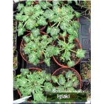 Eryngium variifolium Miss Marble - Mikołajek różnobarwny Miss Marble - białe, wys. 45, kw 6/7 FOTO zzzz