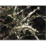 Euonymus alatus - Trzmielina oskrzydlona FOTO