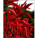 Euonymus europaeus Red Cascade - Trzmielina pospolita Red Cascade C3 40-60cm