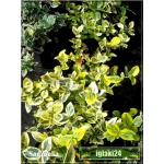 Euonymus fortunei Canadale Gold - Trzmielina Fortune’a Canadale Gold PA FOTO