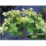 Euonymus fortunei Canadale Gold - Trzmielina Fortune’a Canadale Gold PA FOTO