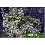 Euonymus fortunei Emerald Gaiety - Trzmielina Fortune\'a Emerald Gaiety C1,5 5-10x10-20cm