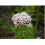 Eupatorium cannabinum - Sadziec konopiasty - różowy, wys. 120, wk. 7/9 FOTO
